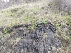 Sedum spathulifolium