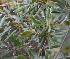 Morella cerifera image