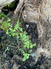 Mannia gracilis