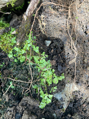 Mannia gracilis