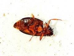 Dineutus discolor