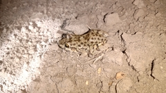 Leptodactylus bufonius