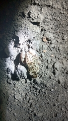 Leptodactylus bufonius