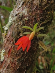 Fernandezia