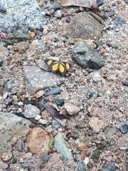 Smicropus intercepta