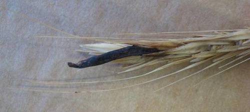 Rye Ergot