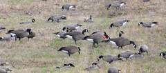 Branta canadensis occidentalis