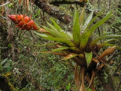 Tillandsia turneri