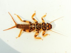 Acroneuria carolinensis