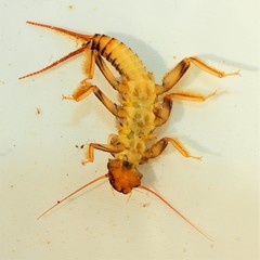 Acroneuria carolinensis