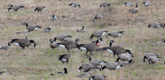 Branta canadensis occidentalis
