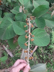 Croton magdalenensis