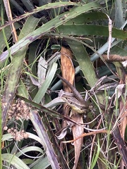 Stenocercus guentheri