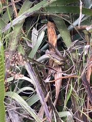 Stenocercus guentheri