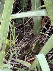 Stenocercus guentheri