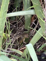 Stenocercus guentheri