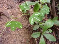 Passiflora trifasciata
