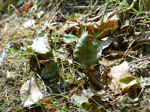 iNaturalist observation photo of Pacific chorus frog