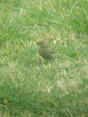 Haemorhous mexicanus