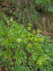 Lomatium californicum
