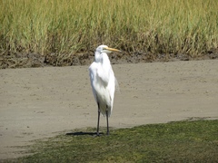 Ardea alba melanorhynchos