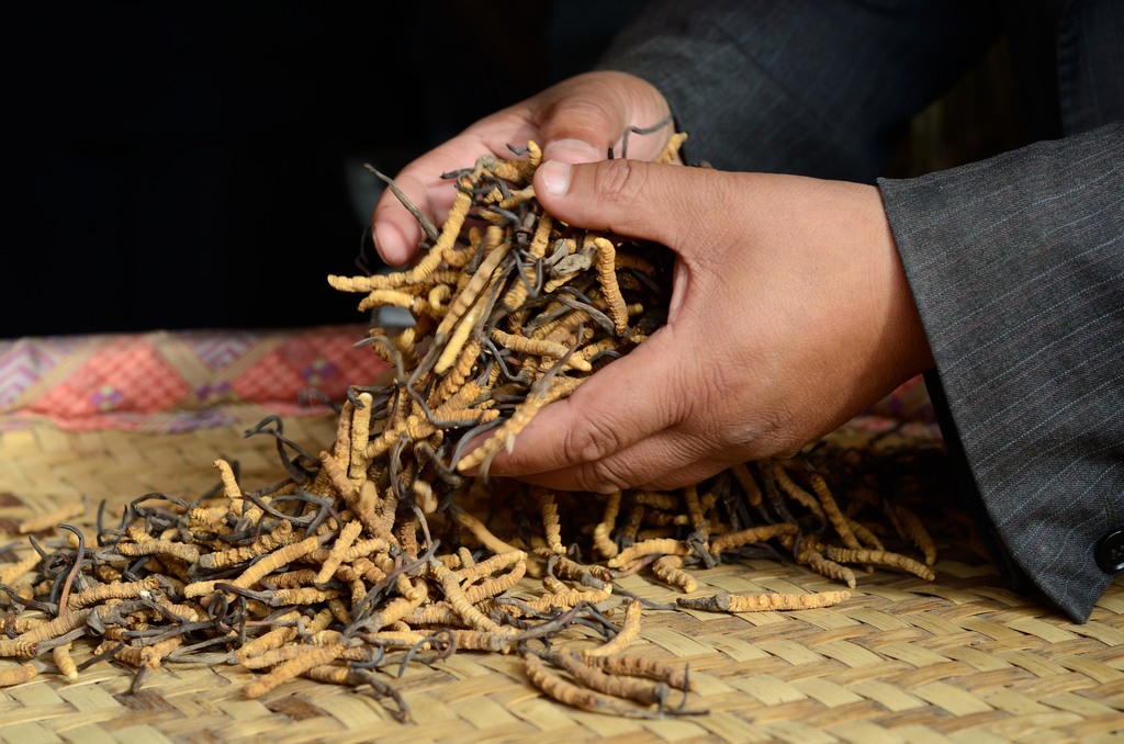 Chinese Caterpillar Fungus