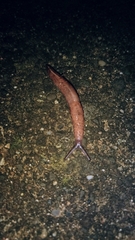 Tandonia