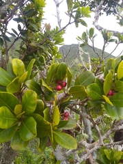 Syzygium sandwicense