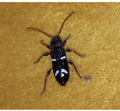 Phymatodes nitidus