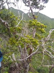 Syzygium sandwicense