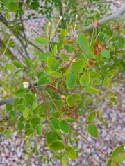 Erythrostemon mexicanus