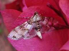Azochis rufidiscalis