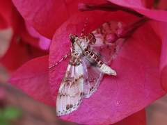 Azochis rufidiscalis