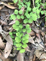Adiantum jordanii image