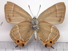 Favonius taxila