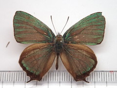 Favonius taxila