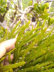 Korthalsella complanata