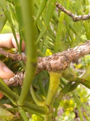 Korthalsella complanata