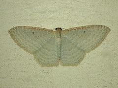 Poecilasthena pulchraria