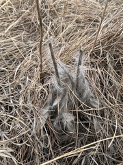 Hieracium longipilum