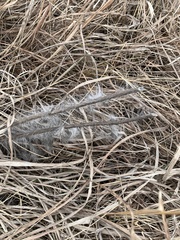 Hieracium longipilum