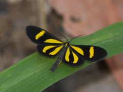 Cyllopoda claudicula