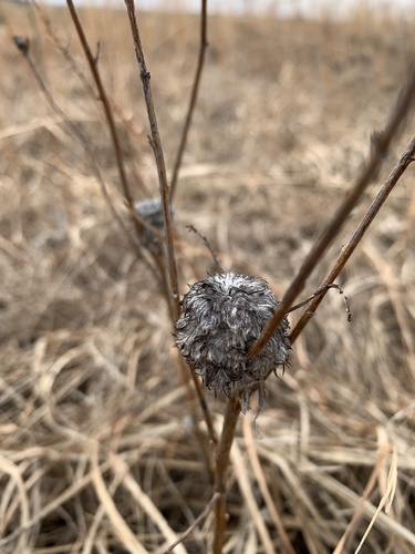 Rhopalomyia alticola