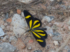 Cyllopoda claudicula