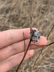 Rhopalomyia alticola