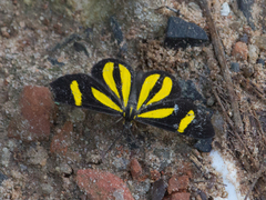 Cyllopoda claudicula