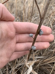 Rhopalomyia alticola