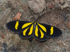 Cyllopoda claudicula