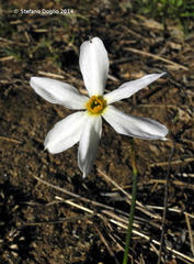 Narcissus deficiens