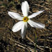 Narcissus miniatus - Photo (c) Stefano Doglio, μερικά δικαιώματα διατηρούνται (CC BY-NC), uploaded by Stefano Doglio